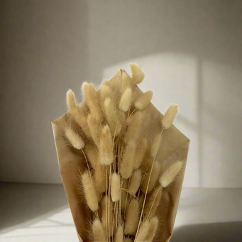 HIERBA COLA DE CONEJO 30GR 70 CM