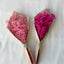 FLOR BRISA DE AMOR