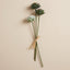 FLOR DE LOTO